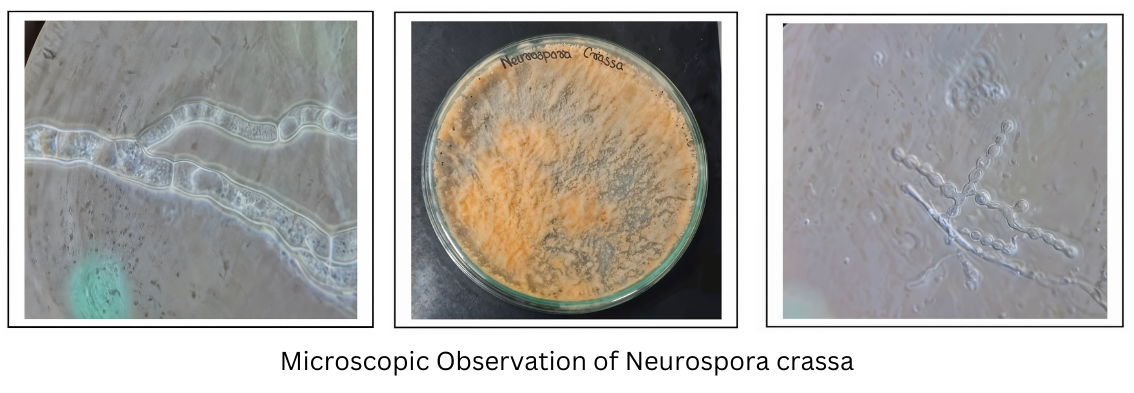 Neurospora crassa and Its Role in Agriculture