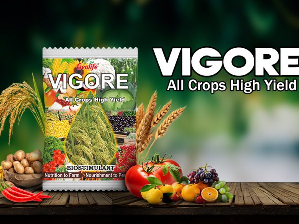 Vigore: Revolutionizing Soil Health and Crop Growth