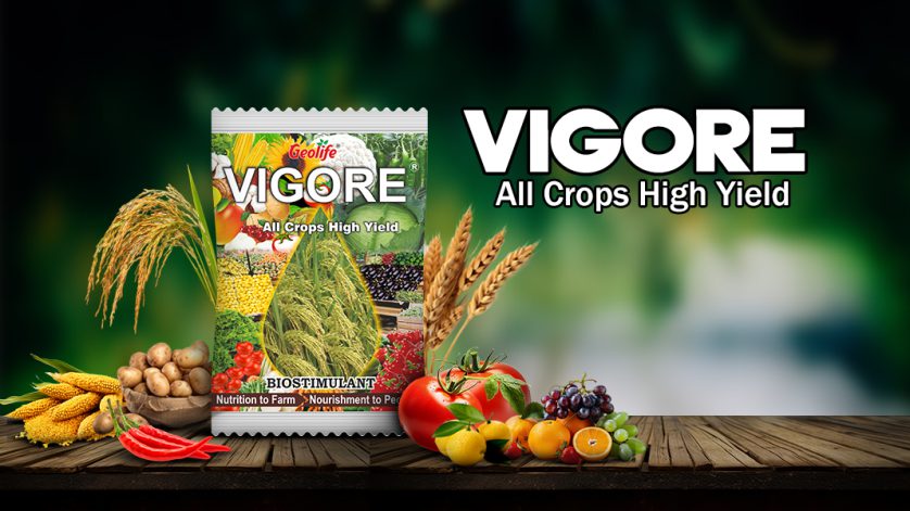 Vigore: Revolutionizing Soil Health and Crop Growth