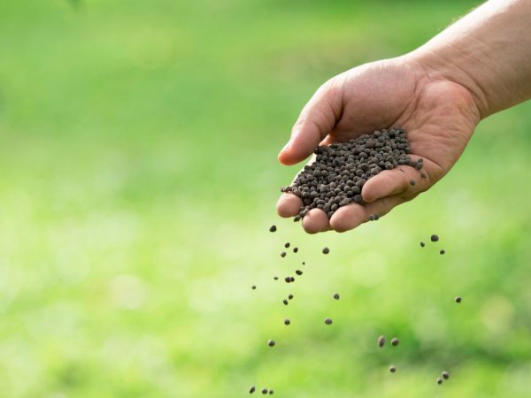 Best Practices for Applying Vigore with Neurospora crassa