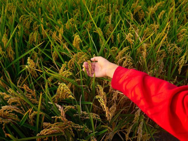 Learn how Vigore powered by Neurospora crassa enhances soil health, crop resilience, and yield. Discover application tips and benefits for sustainable farming.