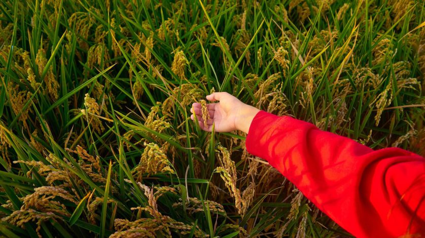Learn how Vigore powered by Neurospora crassa enhances soil health, crop resilience, and yield. Discover application tips and benefits for sustainable farming.